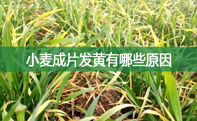 小麥成片發黃有哪些原因
