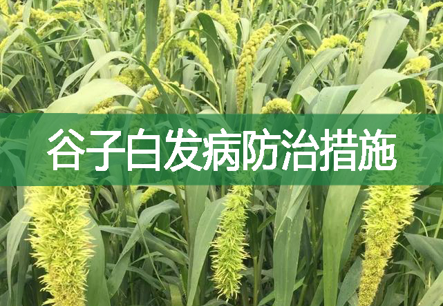 谷子白發(fā)病防治措施
