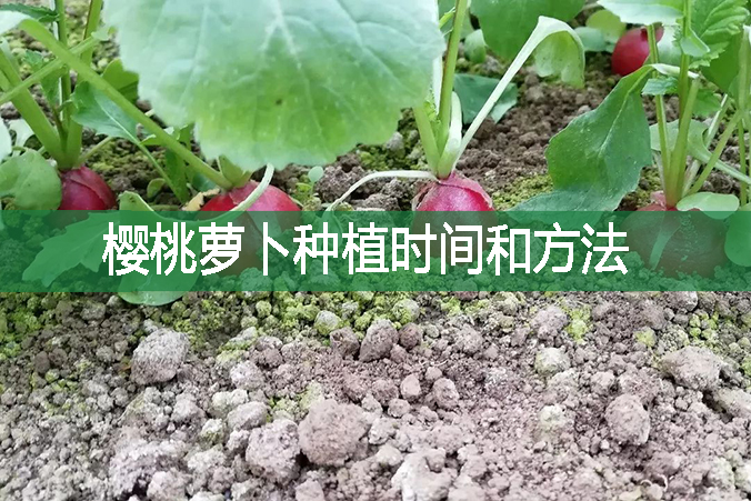 櫻桃蘿卜種植時間和方法