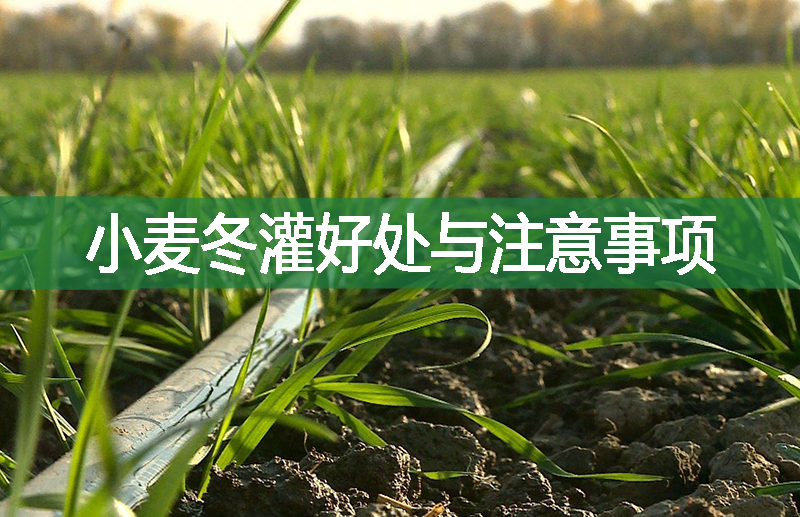 小麥冬灌好處與注意事項