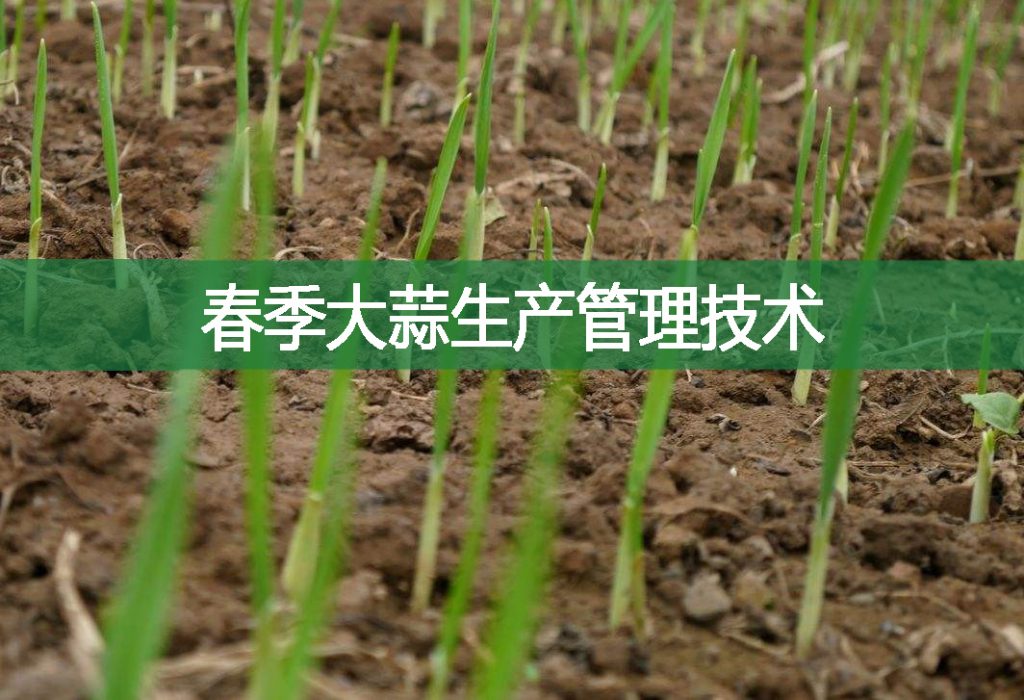 春季大蒜生產管理技術