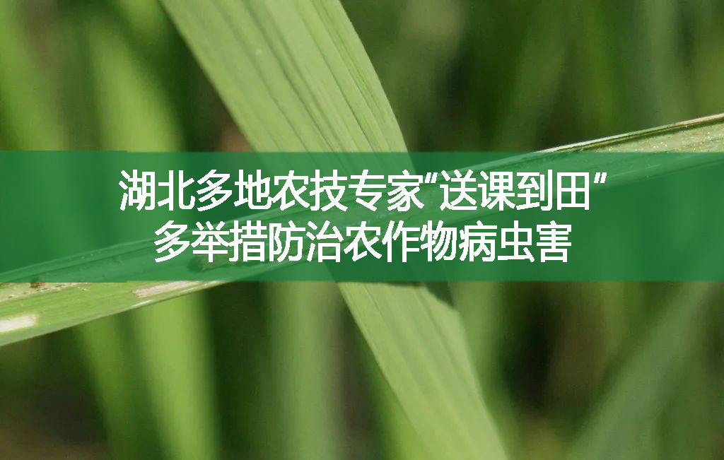 湖北多地農(nóng)技專家“送課到田”，多舉措防治農(nóng)作物病蟲害