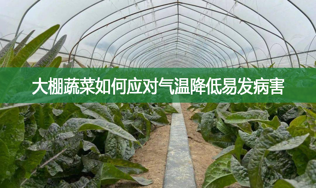 大棚蔬菜如何應對氣溫降低易發病害