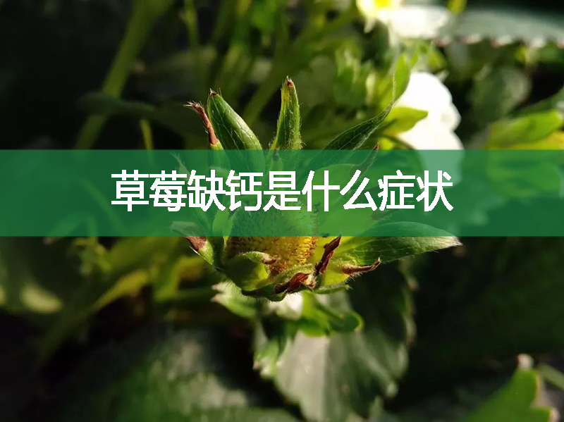 草莓缺鈣是什么癥狀