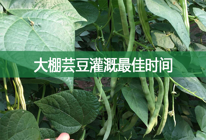 大棚蕓豆灌溉最佳時間