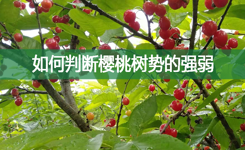 如何判斷櫻桃樹勢的強弱?