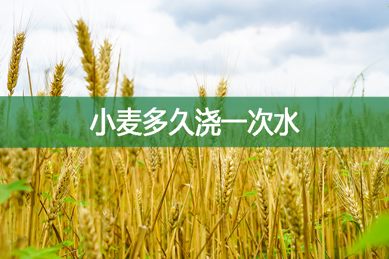 小麥多久澆一次水