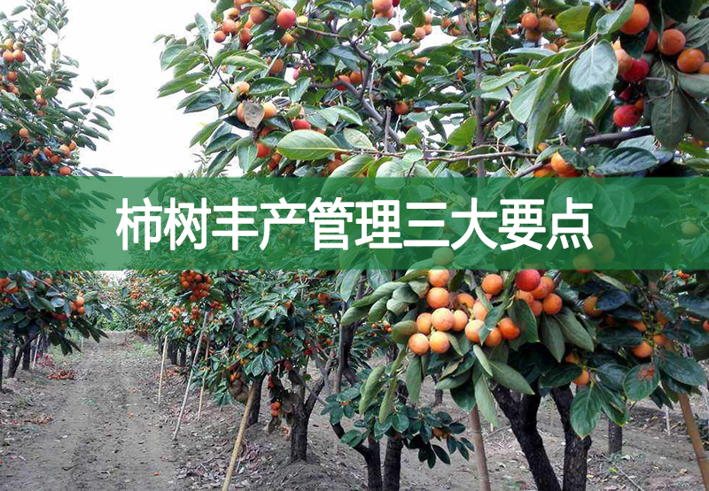柿樹豐產管理三大要點