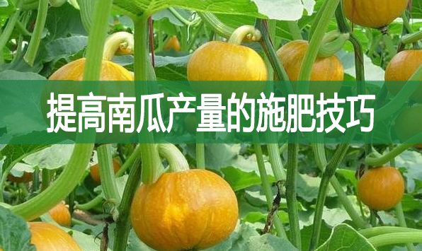提高南瓜產量的施肥技巧