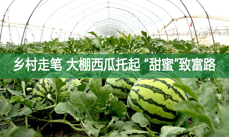 鄉(xiāng)村走筆——大棚西瓜托起 “甜蜜”致富路