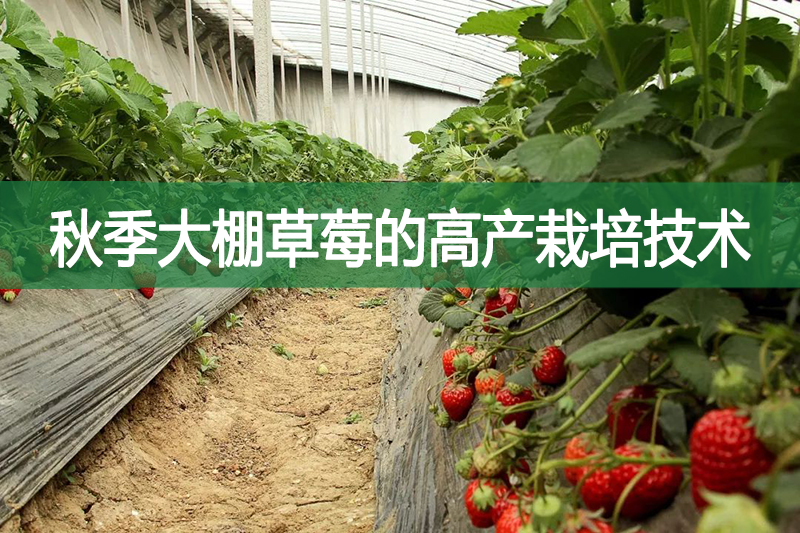 秋季大棚草莓的高產栽培技術