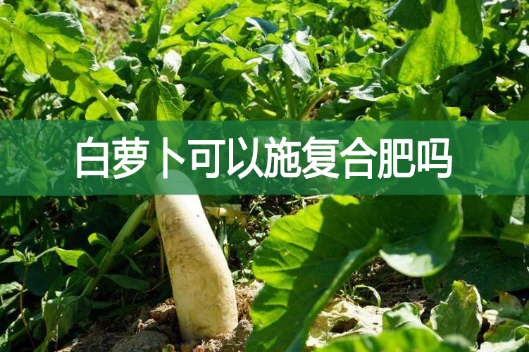 白蘿卜可以施復合肥嗎?