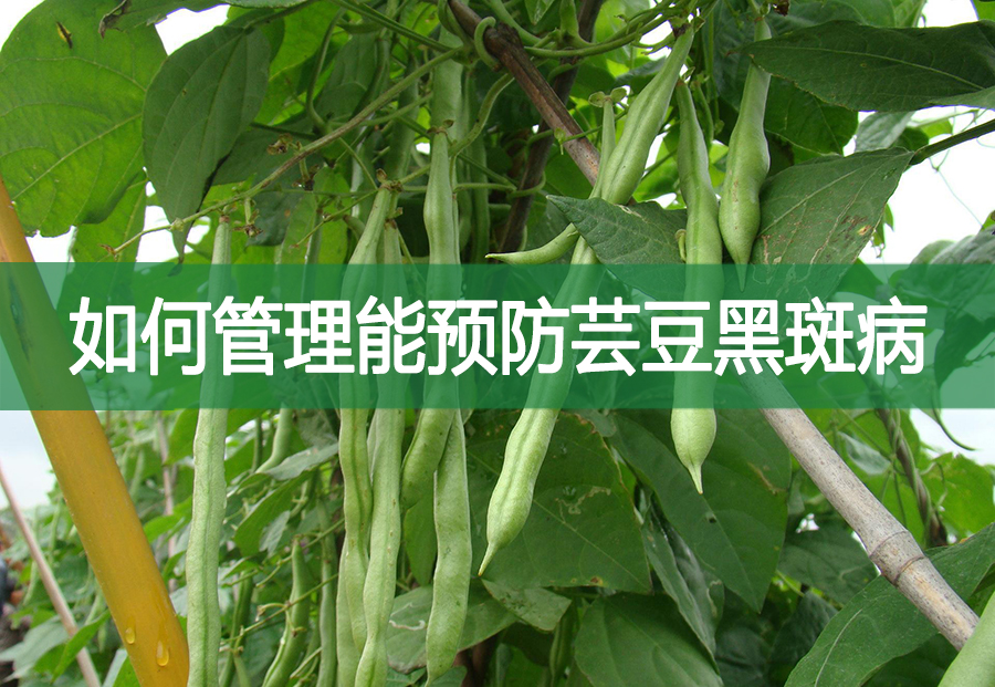 如何管理能預(yù)防蕓豆黑斑病