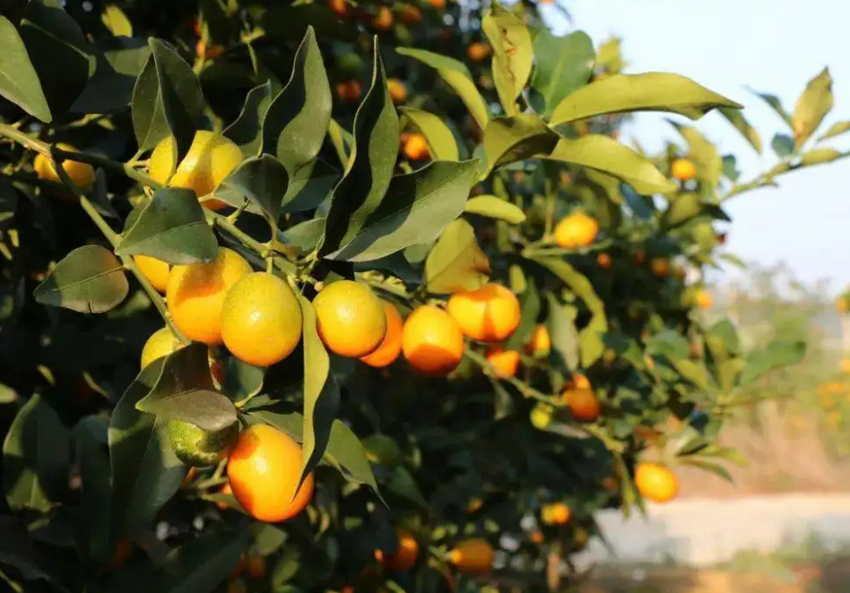 柑橘種植