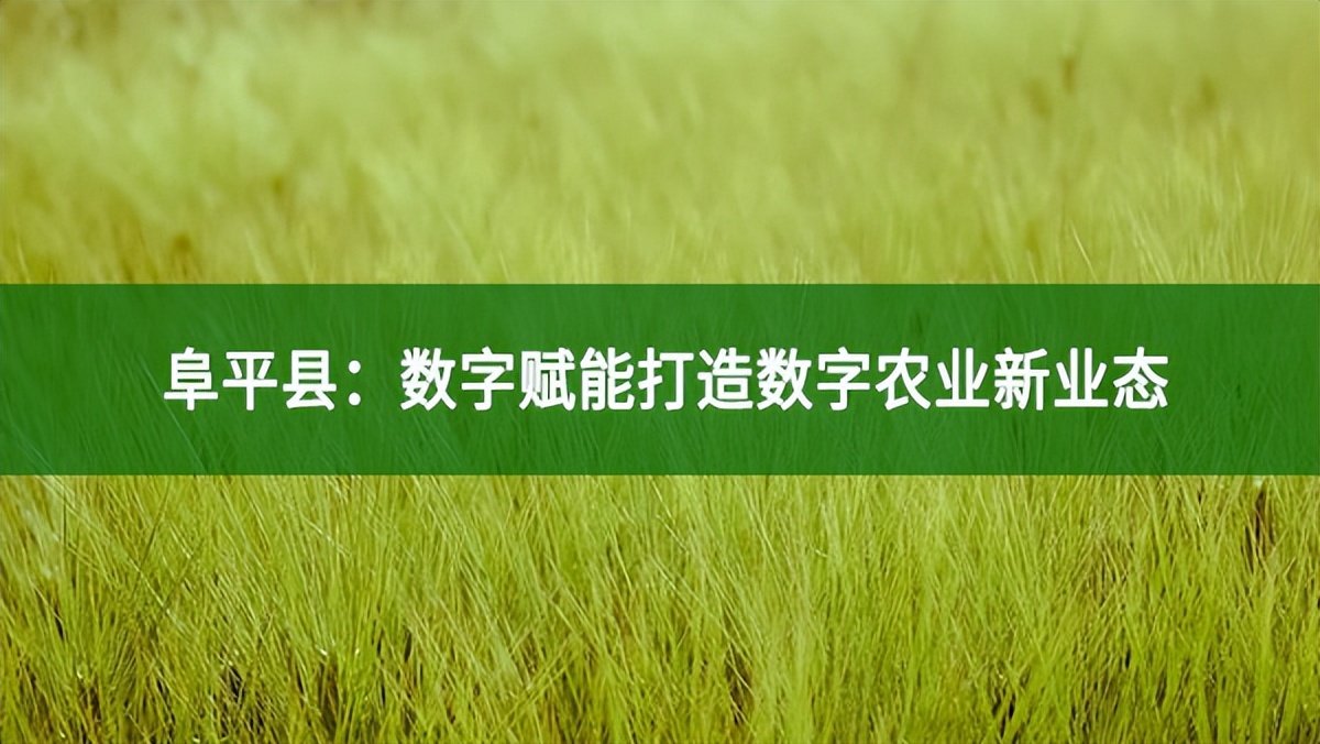 阜平縣：數字賦能打造數字農業新業態