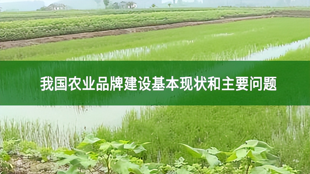 我國農業(yè)品牌建設基本現(xiàn)狀和主要問題