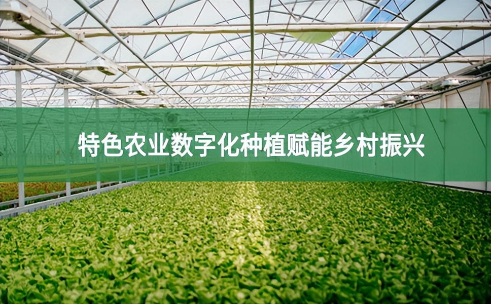特色農業數字化種植賦能鄉村振興