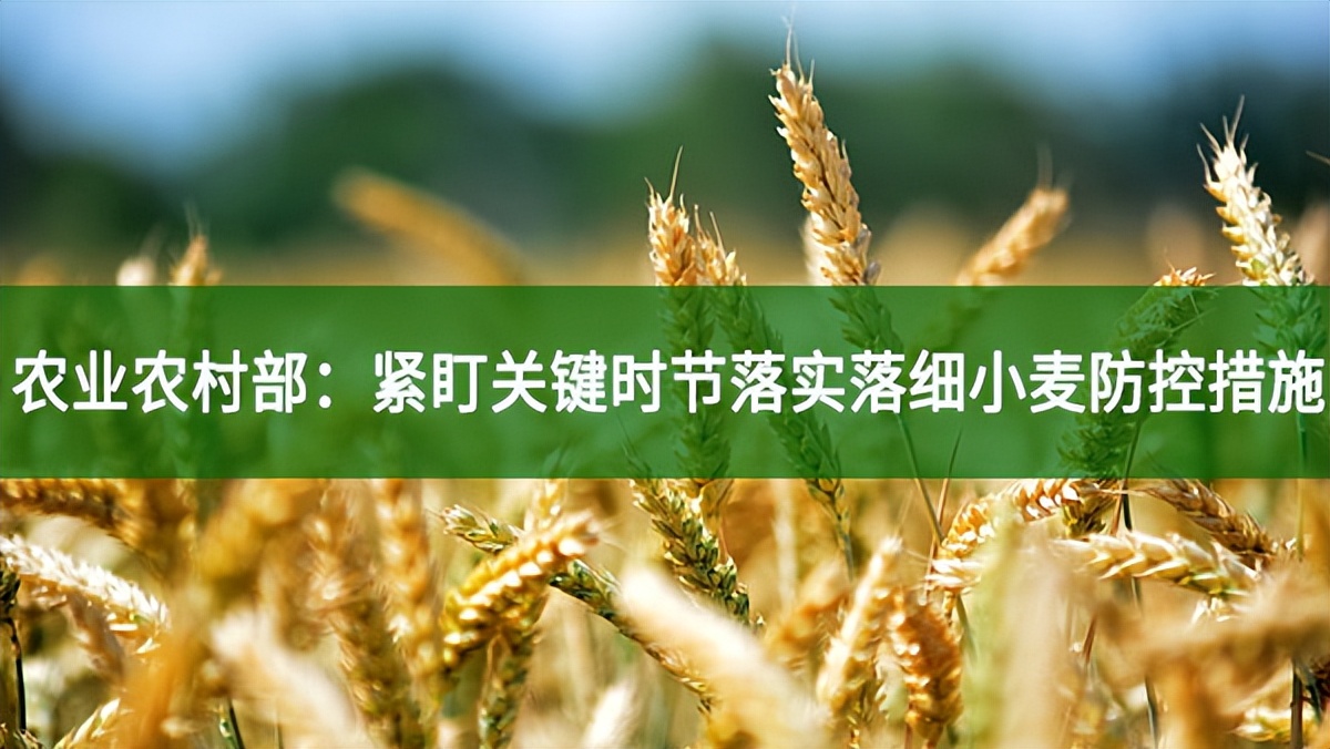 農(nóng)業(yè)農(nóng)村部：緊盯關(guān)鍵時(shí)節(jié)落實(shí)落細(xì)小麥防控措施