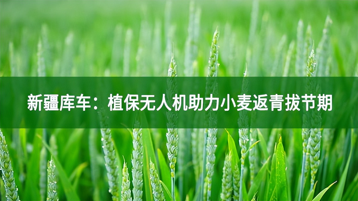 新疆庫車：植保無人機助力小麥返青拔節期