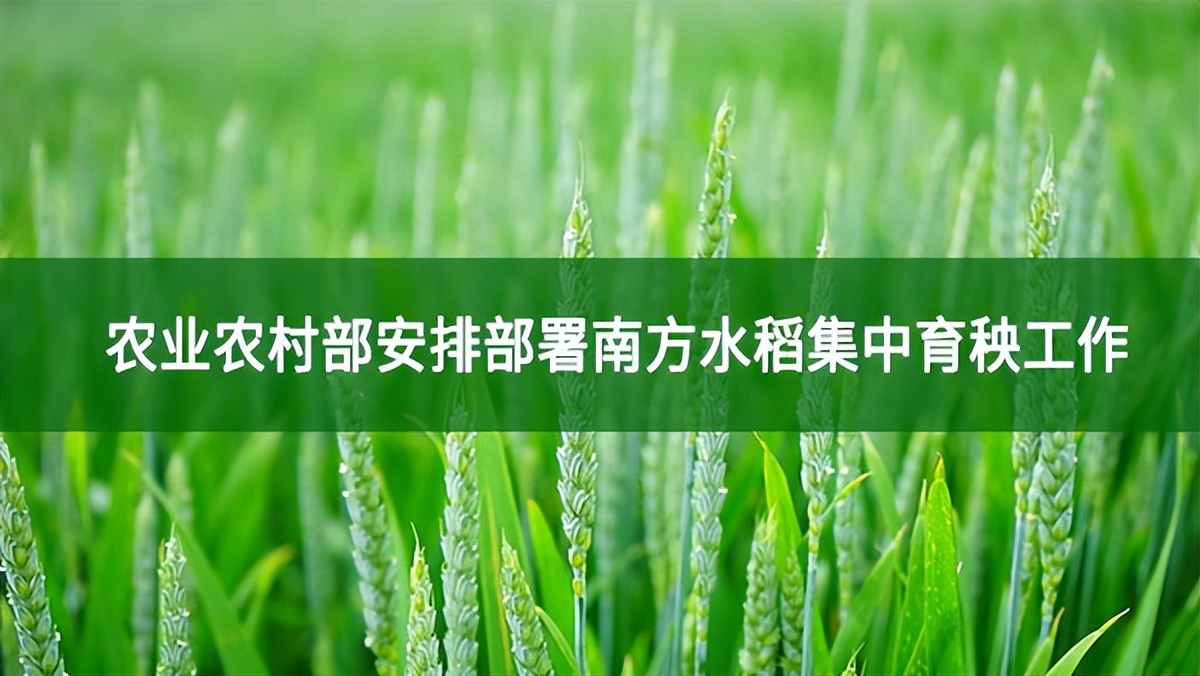 農(nóng)業(yè)農(nóng)村部安排部署南方水稻集中育秧工作
