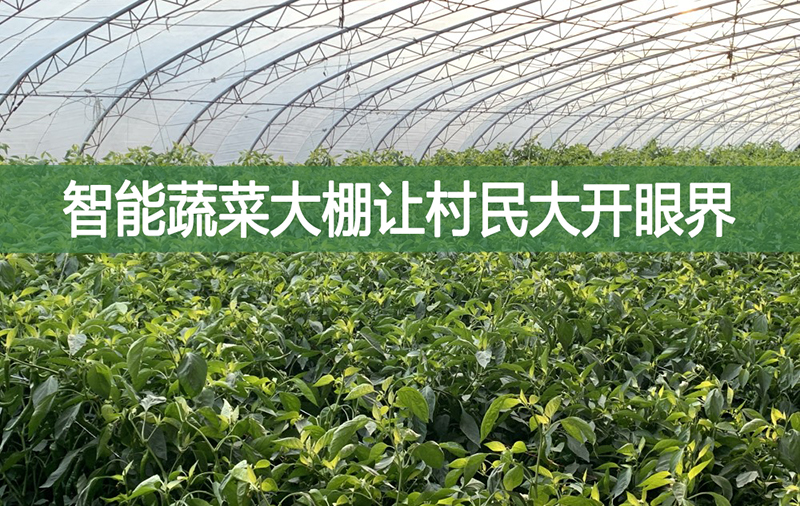 智能蔬菜大棚讓村民大開眼界