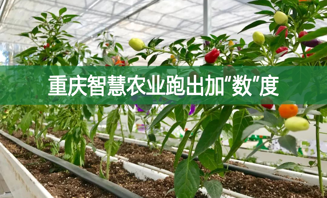 重慶智慧農業(yè)跑出加“數(shù)”度
