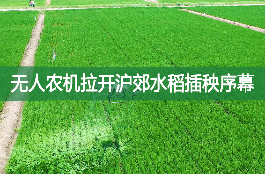 無人農(nóng)機拉開滬郊水稻插秧序幕