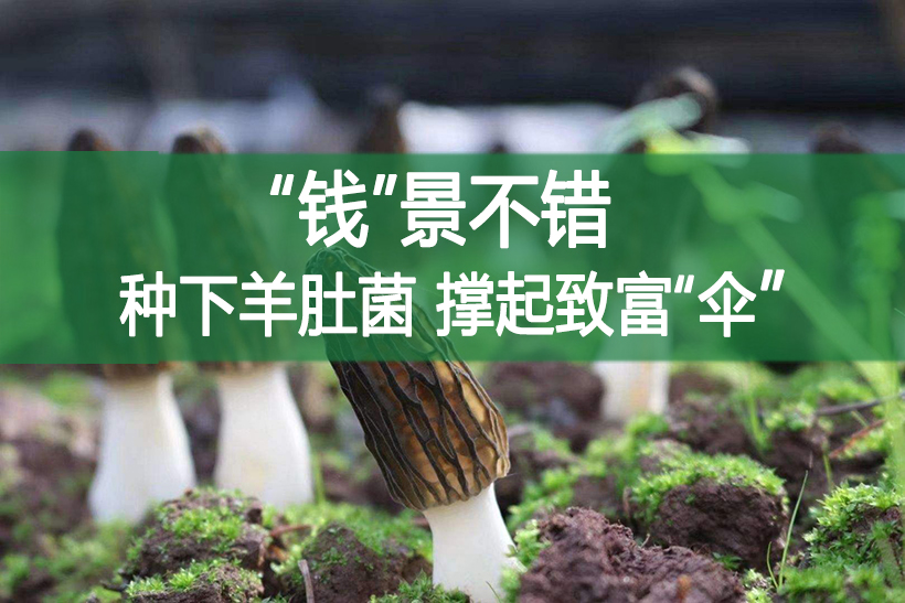 “錢(qián)”景不錯(cuò)!種下羊肚菌，撐起致富“傘”