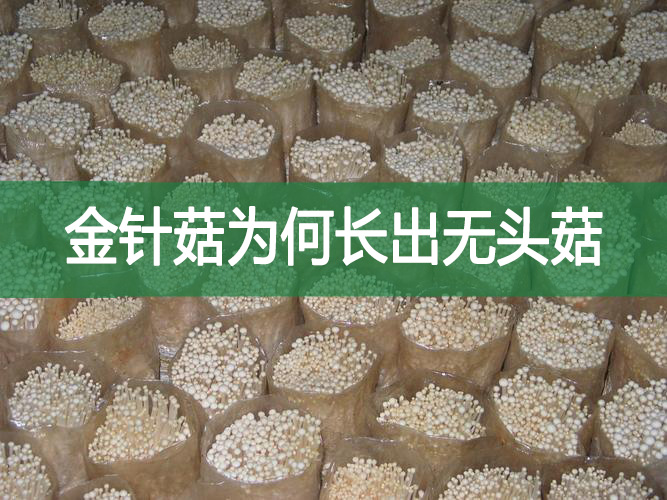 金針菇為何長(zhǎng)出無(wú)頭菇