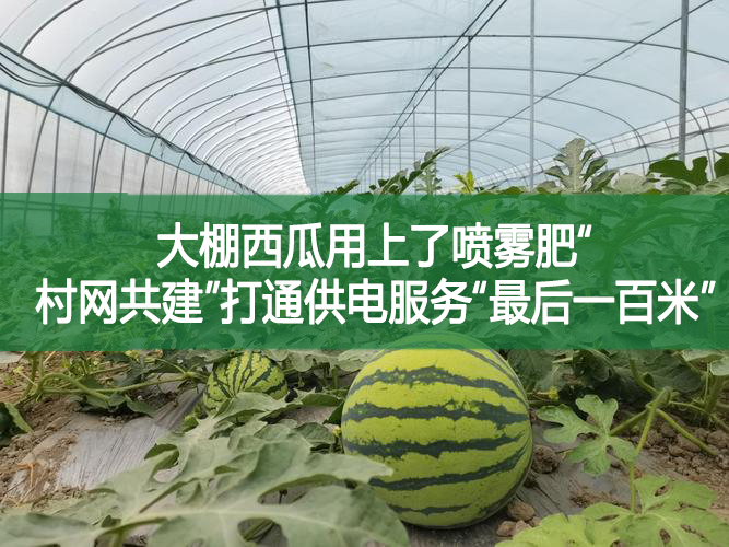 大棚西瓜用上了噴霧肥“村網(wǎng)共建”打通供電服務(wù)“最后一百米”