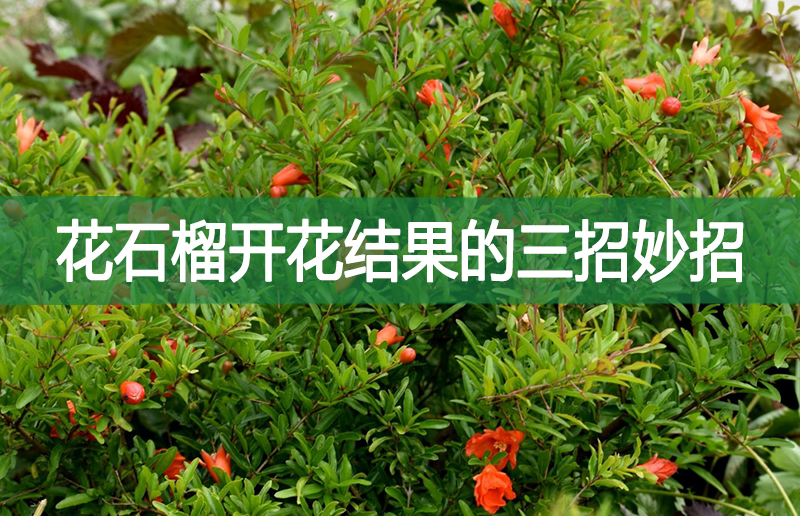 花石榴開花結(jié)果的三招妙招