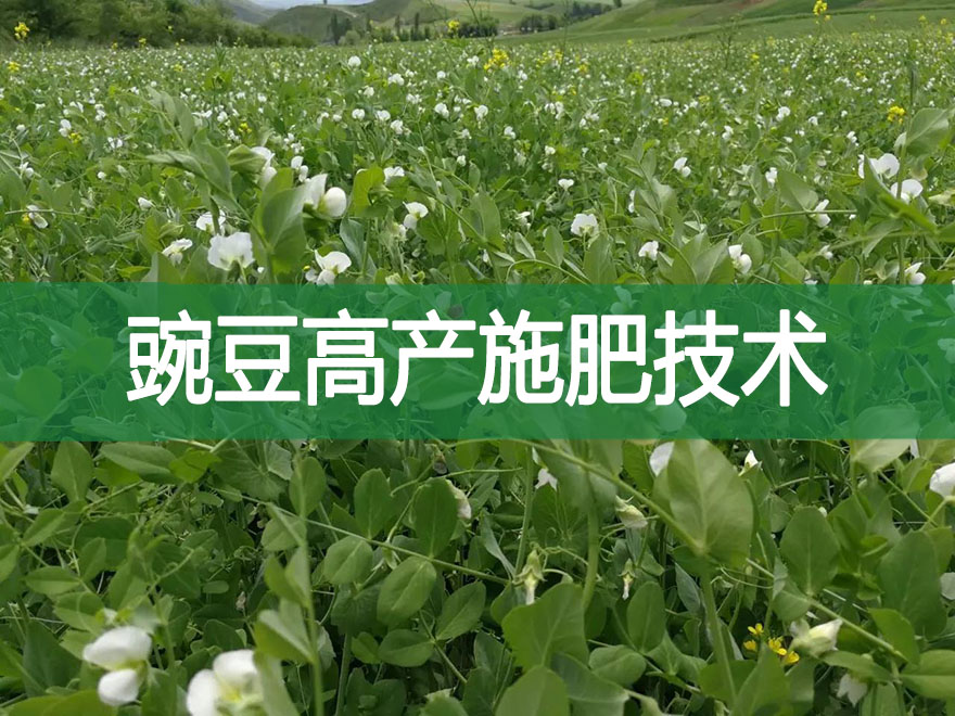 豌豆高產(chǎn)施肥技術(shù)