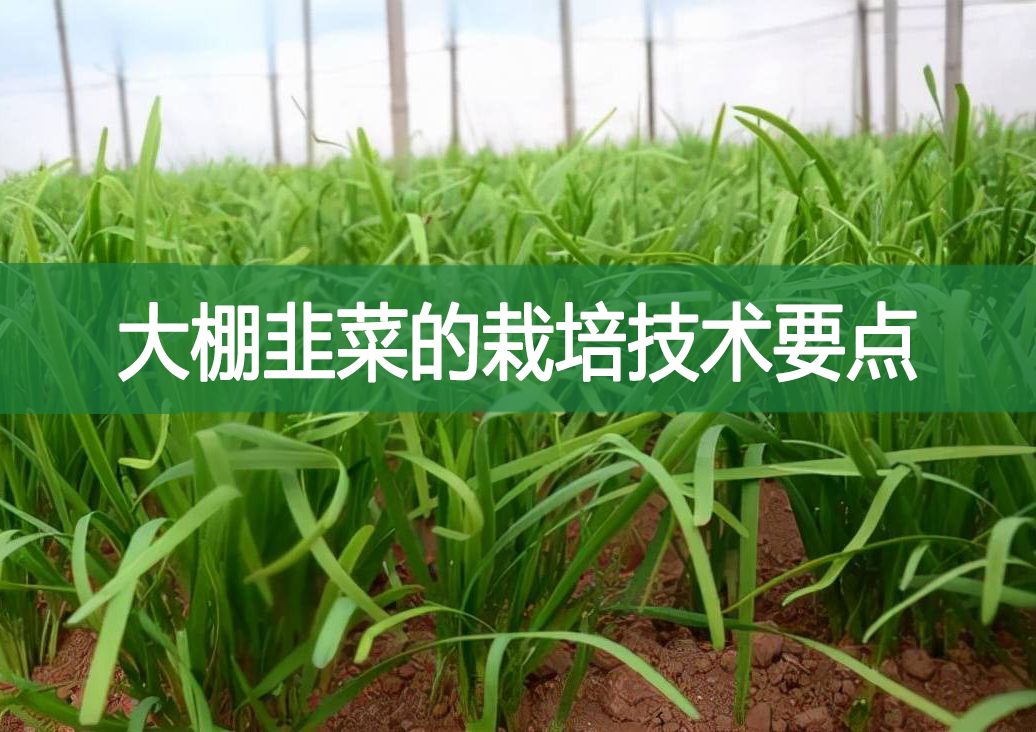 大棚韭菜的栽培技術(shù)要點