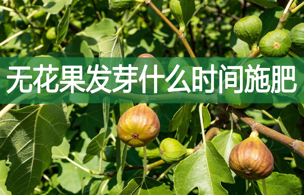 無花果發(fā)芽什么時(shí)間施肥