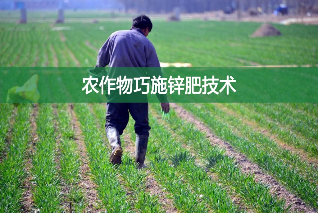 農(nóng)作物巧施鋅肥技術(shù)