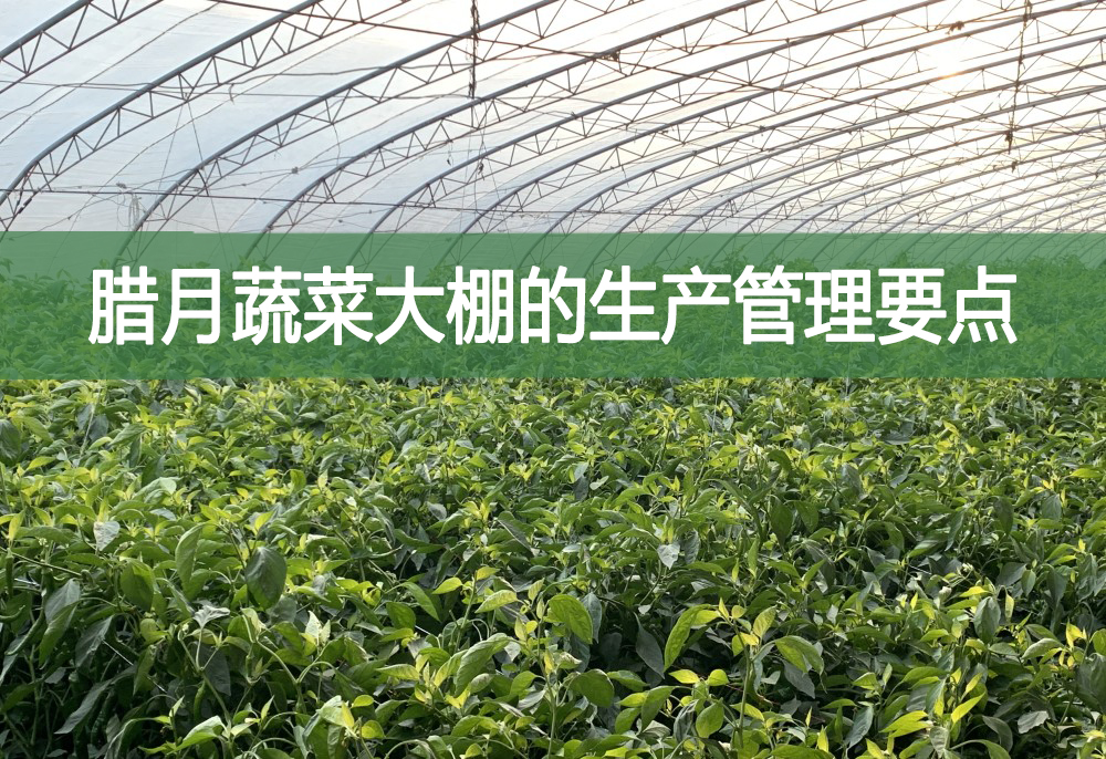 臘月蔬菜大棚的生產(chǎn)管理要點