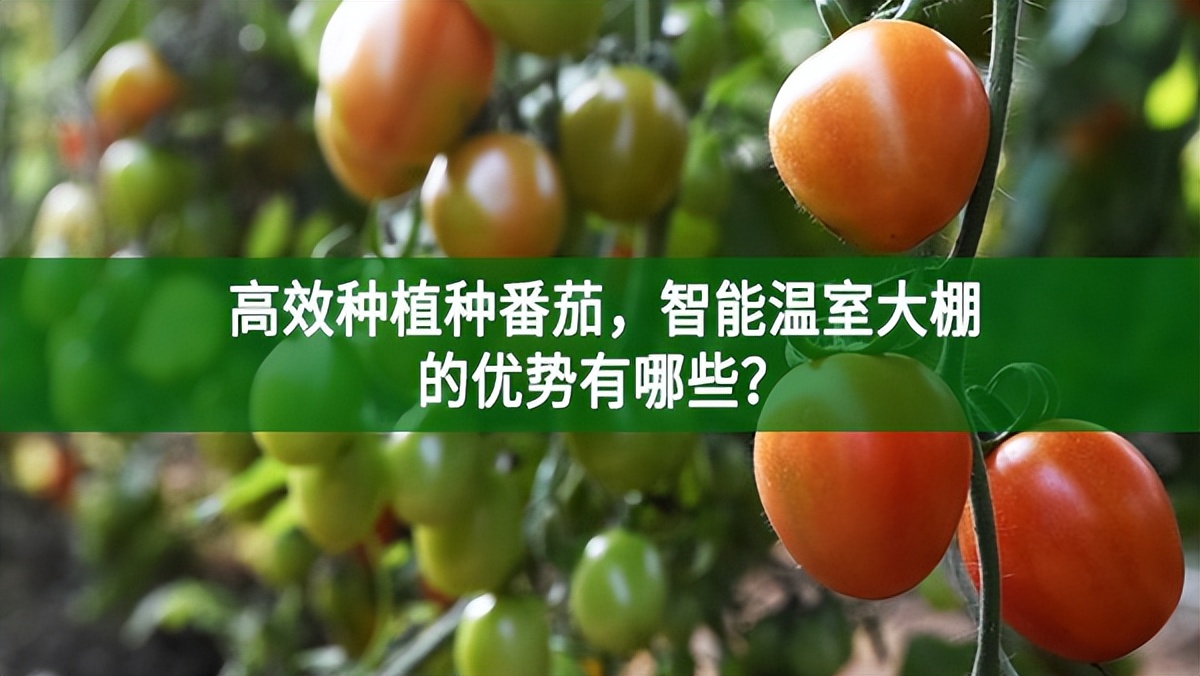 高效種植種番茄，智能溫室大棚的優勢有哪些?