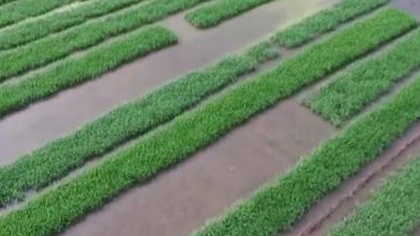 通過智慧農(nóng)業(yè)系統(tǒng)的應(yīng)用,節(jié)本增效