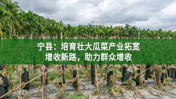 寧縣：培育壯大瓜菜產業拓寬增收新路，助力群眾增收