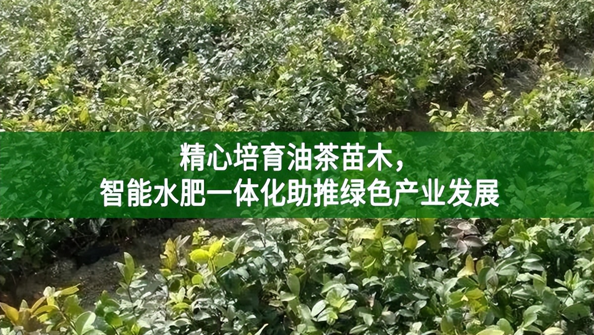 精心培育油茶苗木，智能水肥一體化助推綠色產業發展