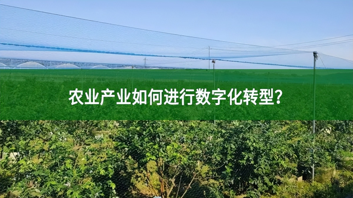 農業產業如何進行數字化轉型？
