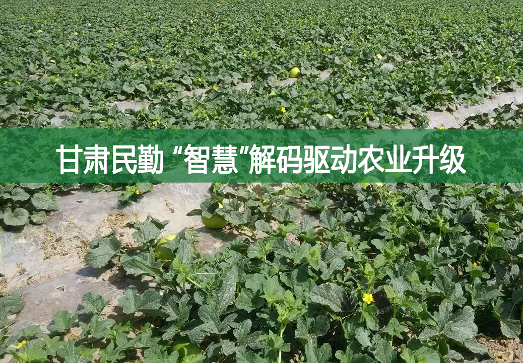 甘肅民勤 “智慧”解碼驅(qū)動(dòng)農(nóng)業(yè)升級(jí)