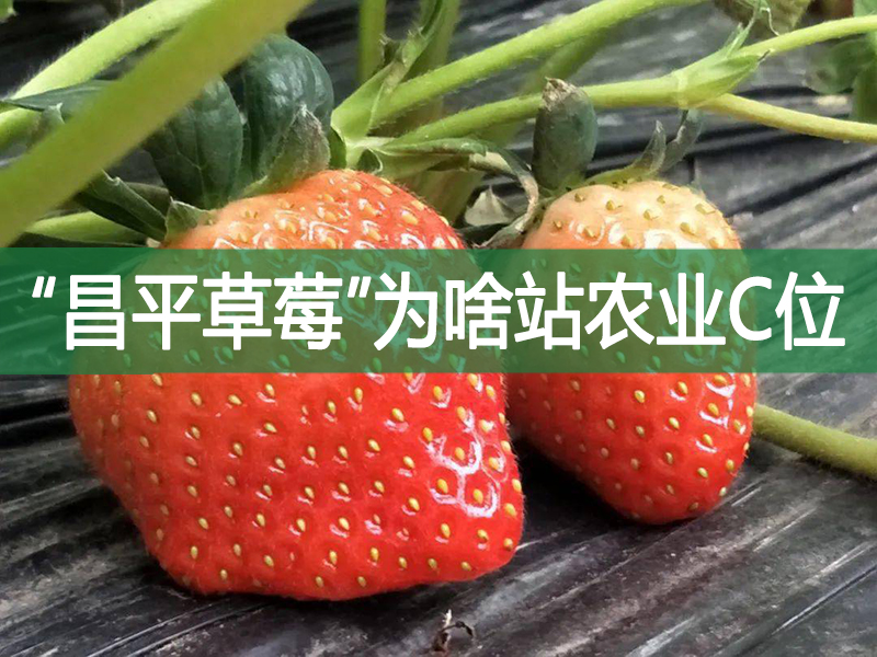 “昌平草莓”為啥站農(nóng)業(yè)C位?