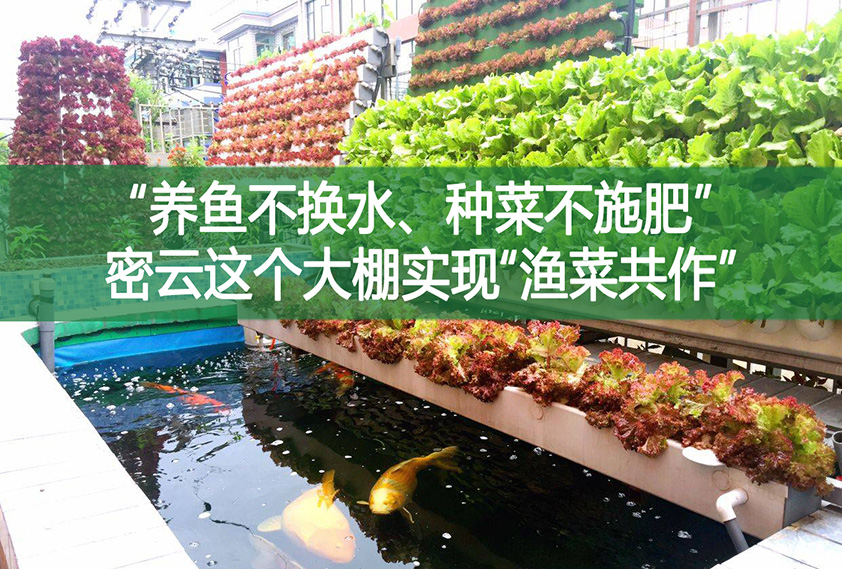 “養魚不換水、種菜不施肥”，密云這個大棚實現“漁菜共作”