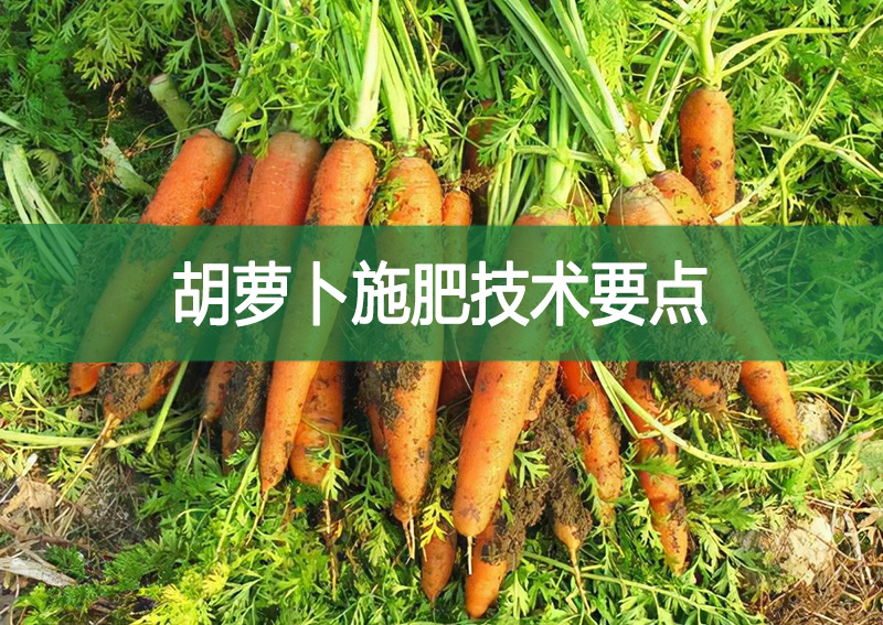 胡蘿卜施肥技術要點