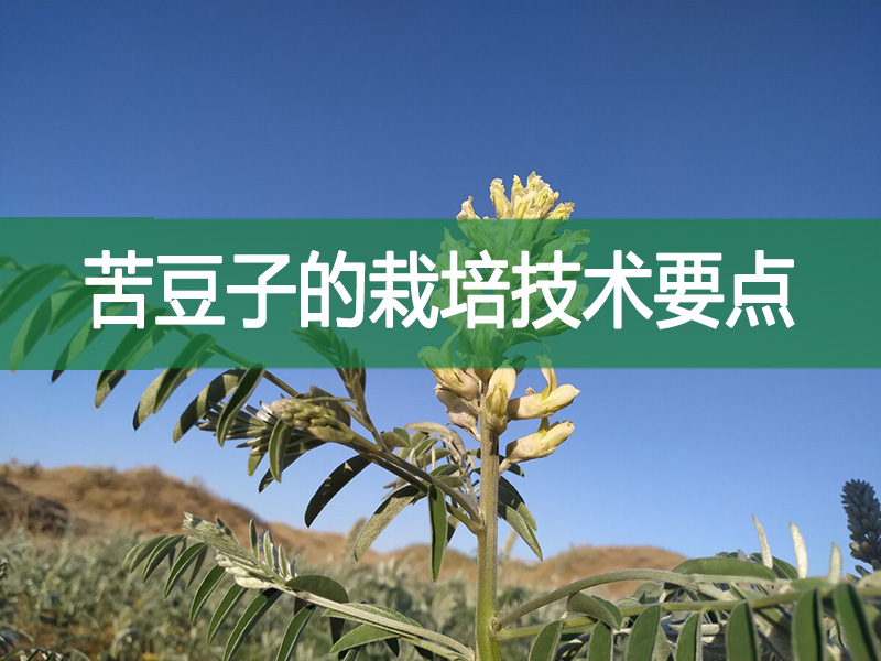 苦豆子的栽培技術(shù)要點(diǎn)