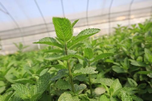 薄荷種植