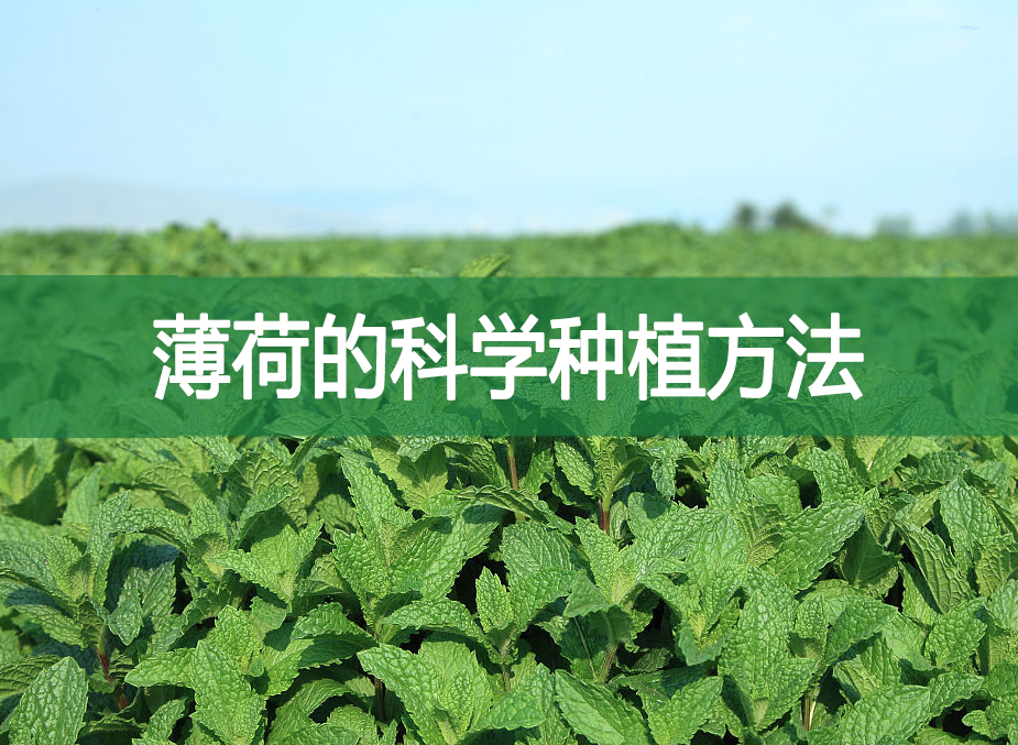 薄荷的科學種植方法 