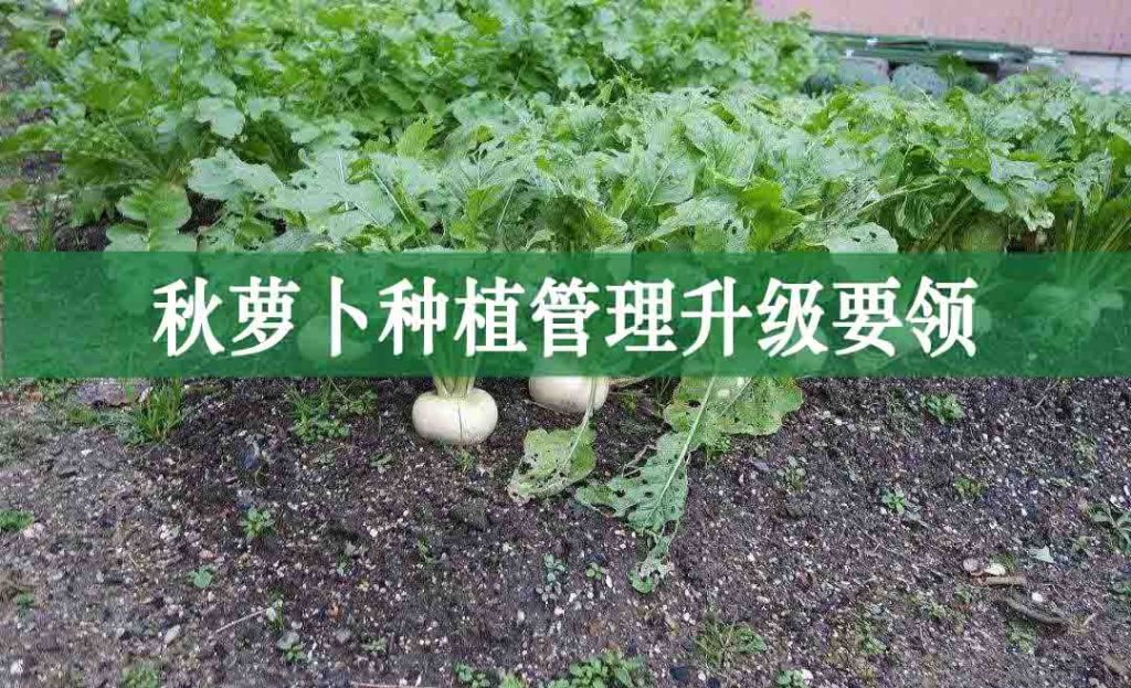 秋蘿卜種植管理升級(jí)要領(lǐng)