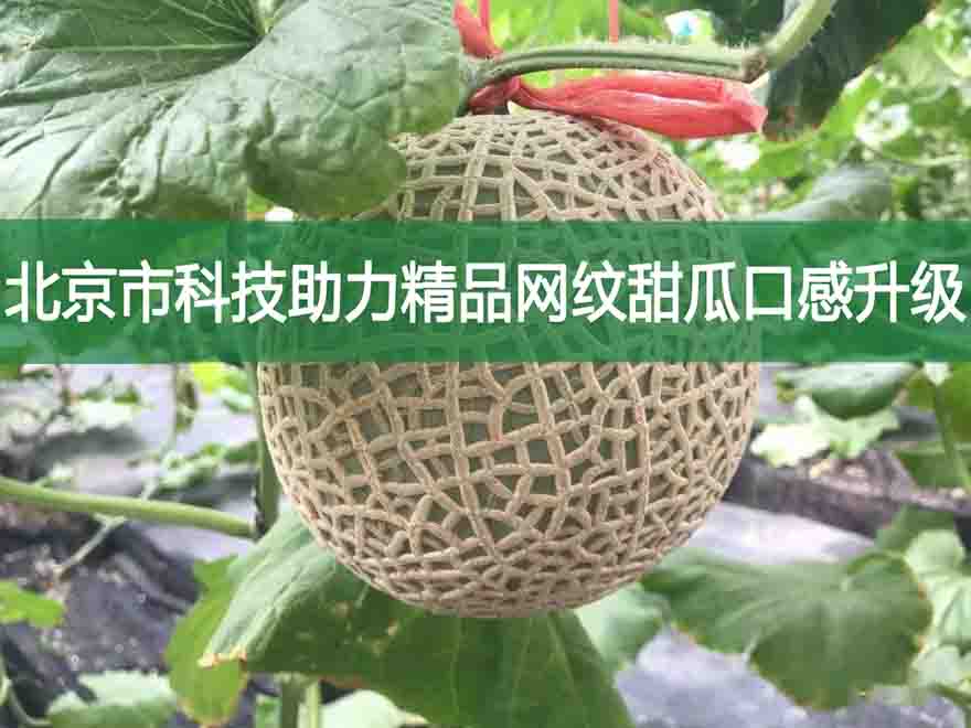 北京市科技助力精品網紋甜瓜口感升級